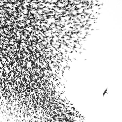 Wilco: Sky Blue Sky [ Vinyl ]