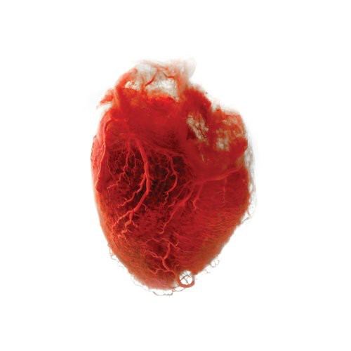 Akron/Family: Love Is Simple [ Vinyl ]
