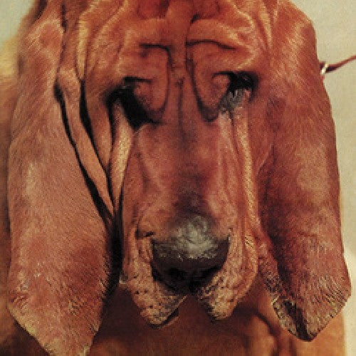 Segall, Ty: Goodbye Bread [ Vinyl ]