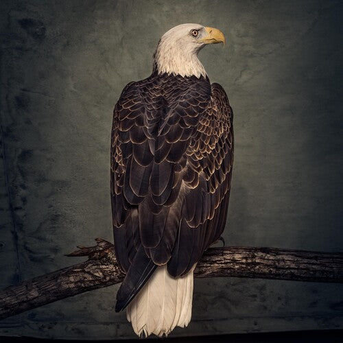 Clutch: Book Of Bad Decisions [ Vinyl ]