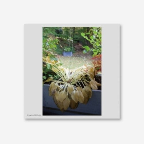 Hyukoh: Through Love [ Vinyl ]
